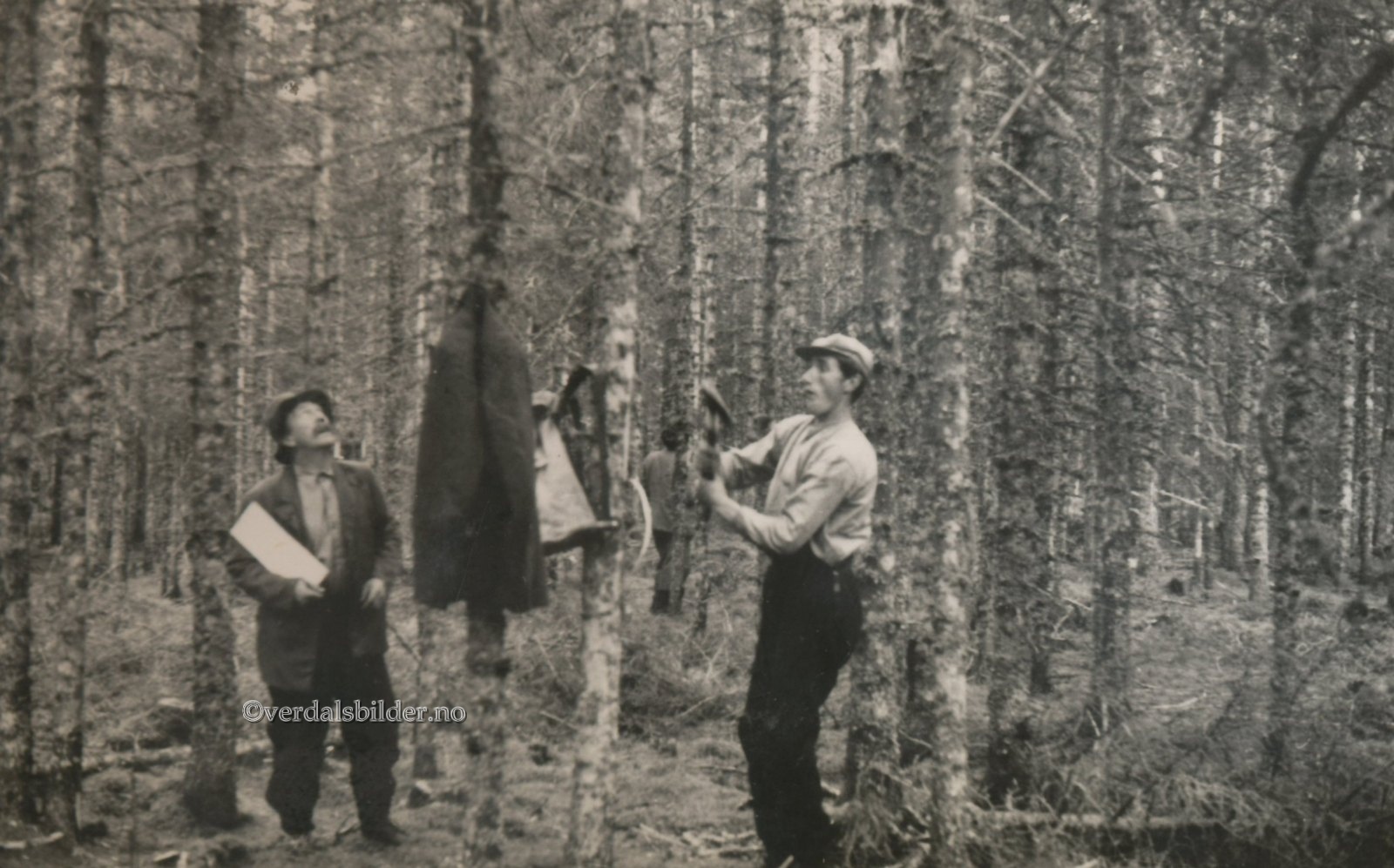  Utlånt med navn av Værdalsbruket AS. Figenschou var ansatt som skogformann i Helgådalen-Vera i perioden 1906 til 1952, da han fratrådte ved oppnådd aldersgrense etter 46 år i stillingen.